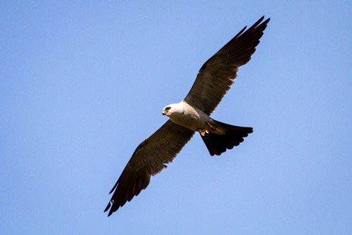 Free To Soar / Dan Kuiper