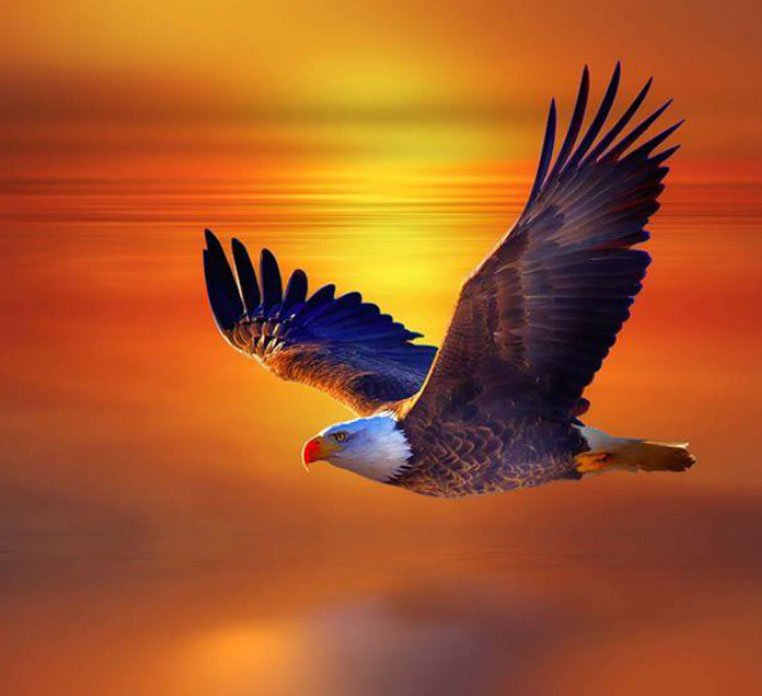 Soar Like an Eagle by Dan Kuiper